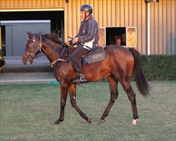 Sebring, O'Reilly, Savabeel & Sepoy Yearling Shares available